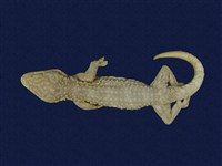 藏品(大守宮)的圖片